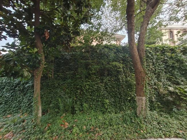 实拍图